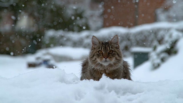 慢镜头:外面下雪的冬天，可爱的小猫看着相机视频素材