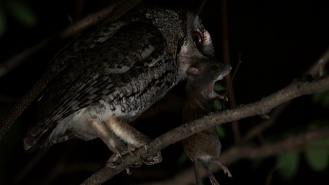 夜猫子嘴里叼着一只老鼠视频素材