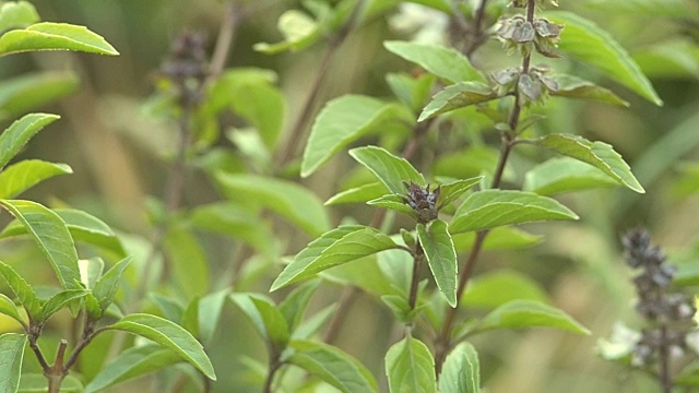 花园里的罗勒视频素材