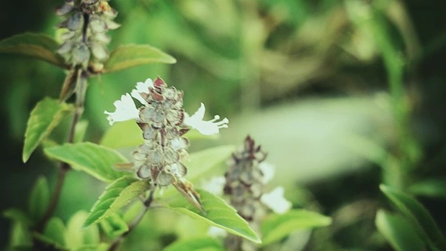 花园里的罗勒视频素材