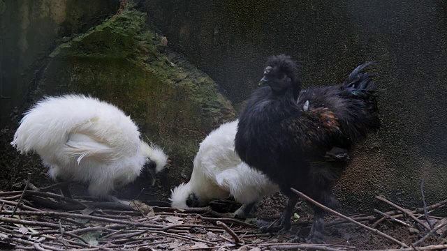 农场里的黑丝鸡视频素材