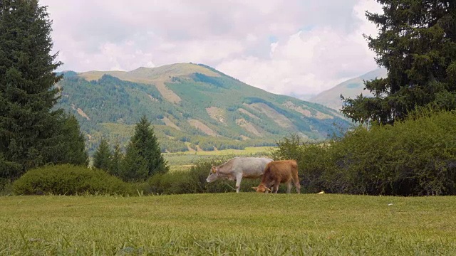 在山谷高地的夏季牧场上放牧的公牛和母牛视频素材