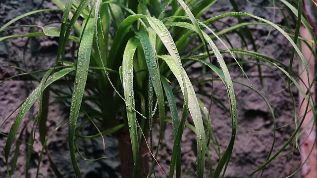 草叶的水蒸气和雨滴视频下载