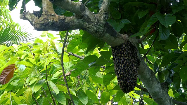 蜜蜂视频素材