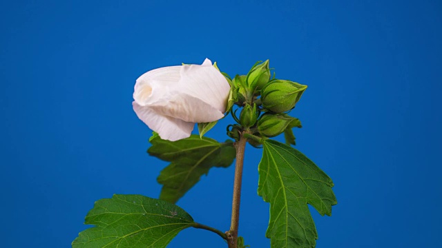 粉红色的芙蓉花盛开视频素材