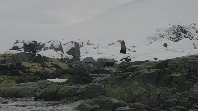 南极海狗生活在海岸上视频素材