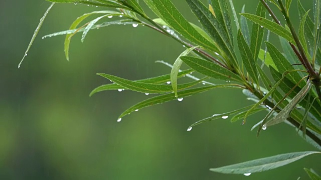 雨和热带树木的叶子。视频素材