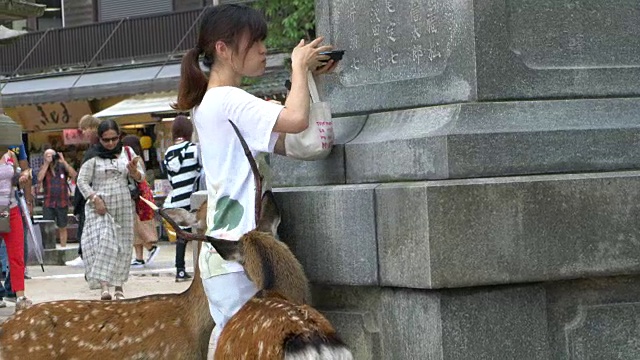 在日本广岛的宫岛，鹿追逐着游客的食物视频素材