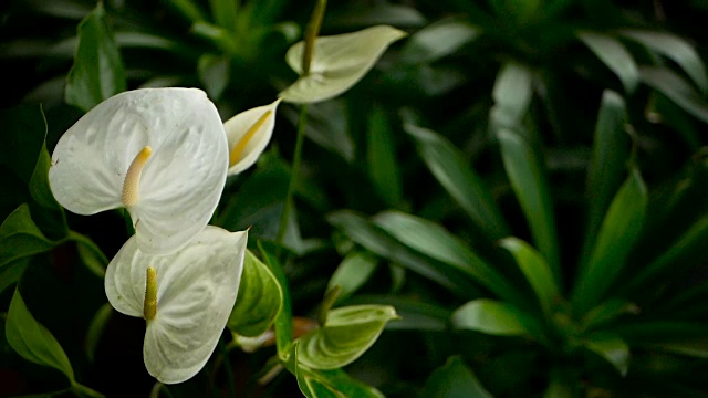 野生细腻有毒的马蹄莲，黄色雄蕊，天南星科。以水魔芋为自然花卉背景，在花园中绽放。温柔的异国情调的热带花朵从绿色新鲜的叶子中冒出来。视频素材