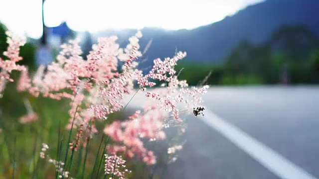 山草花日落风。视频素材