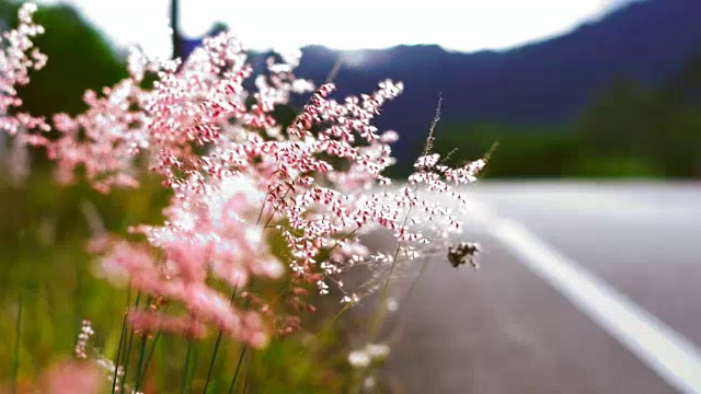 山草花日落风。视频素材