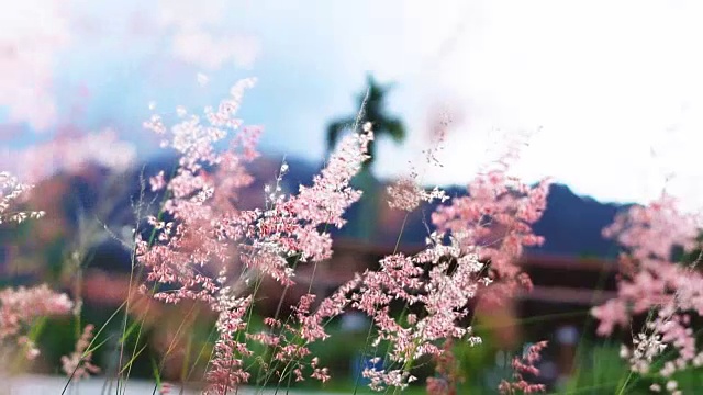 山草花日落风。视频素材