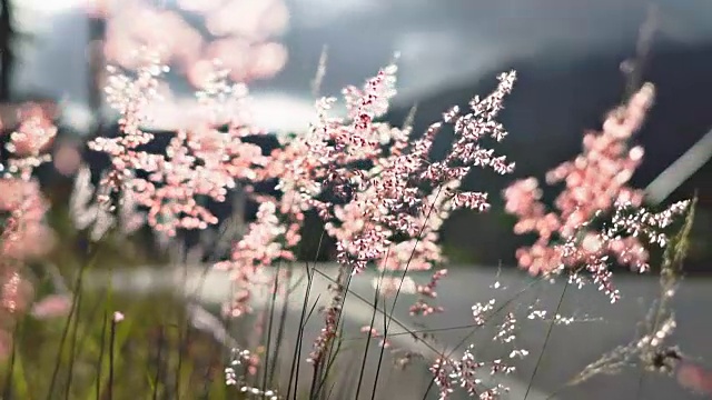 山草花日落风。视频素材