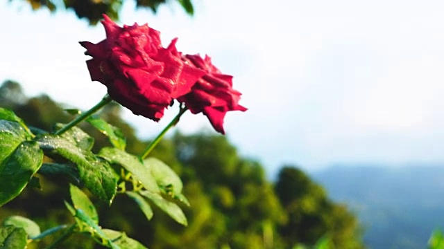 花园里的玫瑰。视频素材