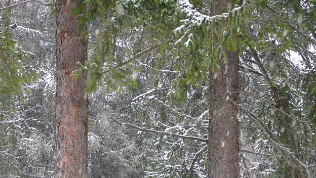 雪和冷杉树视频素材