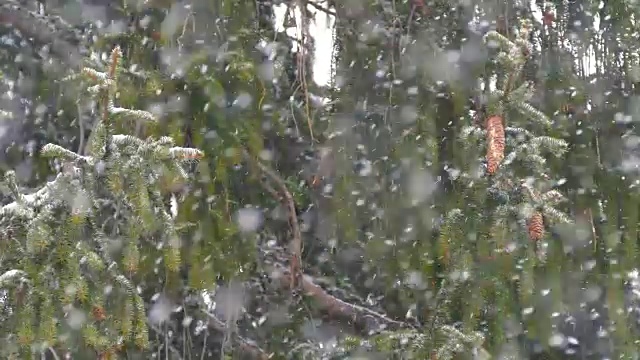 雪和冷杉树视频素材