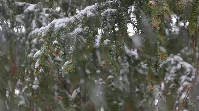 雪和冷杉树视频素材