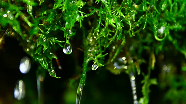 水滴在青苔上视频素材