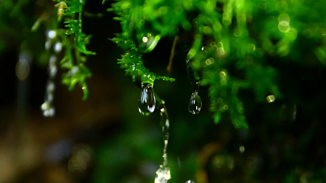 水滴在青苔上视频素材