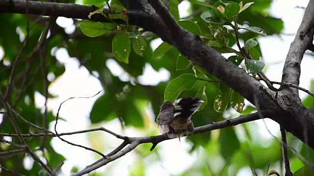 鸟(马来西亚花衣扇尾)在一个自然的野生视频素材