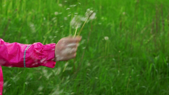 散射蒲公英种子视频素材