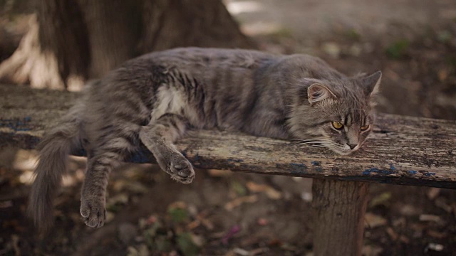 孤独的灰猫，长着长长的白胡子，一脸的悲伤躺在长凳上。毛茸茸的猫。猫的肖像，周围没有人。外面射击，近景。视频素材