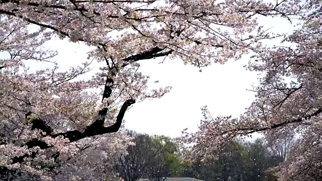 美丽的樱花，樱花，春天在日本东京视频素材