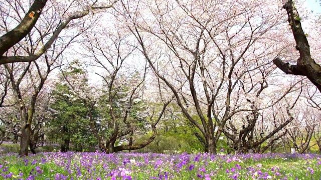 樱花树下的人行道是日本浪漫气氛的景象视频素材