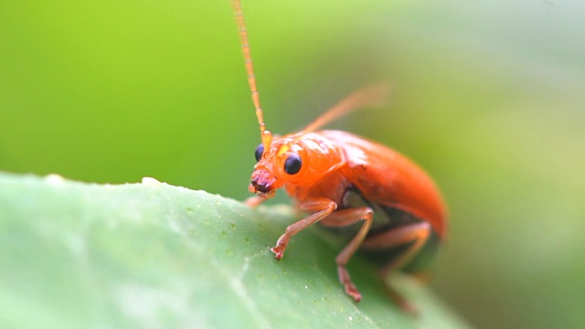 瓢虫叶子上的甲虫视频素材