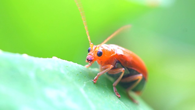 瓢虫叶子上的甲虫视频素材