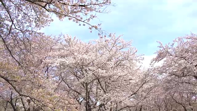 美丽的樱花，樱花，春天在日本东京视频素材