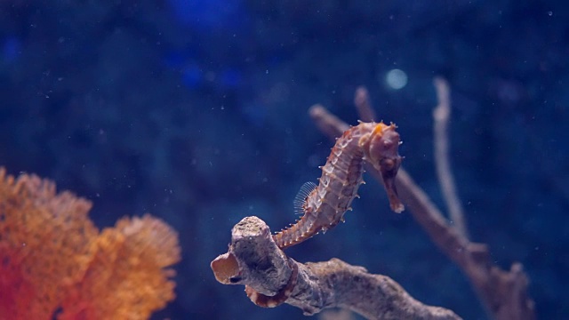 水族馆里的海马视频素材