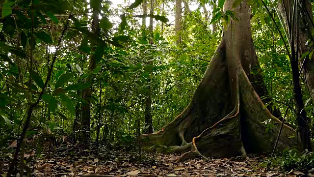 深雾热带森林的野生、生动的植被。丛林景观。内部异国情调的亚洲木材。苔藓藤本植物悬挂在雨林的树冠上。绿色自然背景的亚热带森林。视频素材