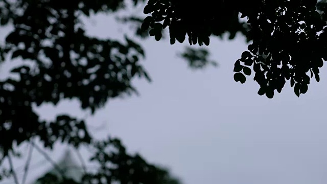 抬头看树枝上的叶子在多云的天空中飘动。刮风下雨。自然现象视频素材