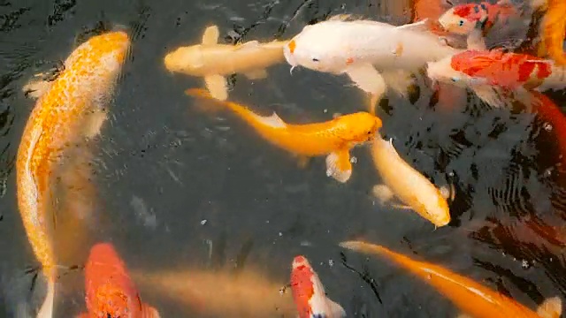 自然背景，水族箱特写。色彩鲜艳的日本锦鲤在传统的花园池塘中游水。中国花式鲤鱼水下。东方的象征财富和好运。视频素材