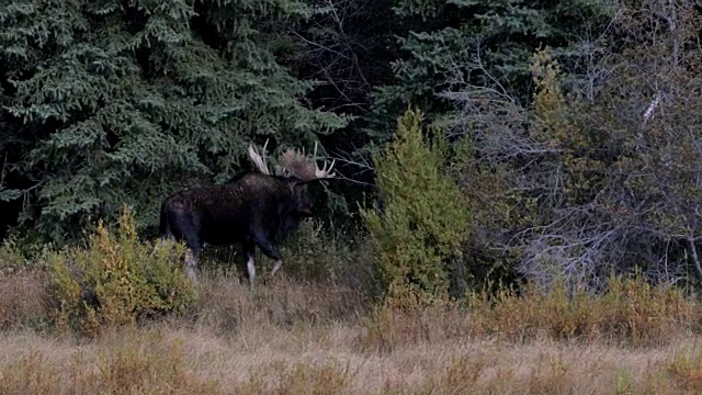 一个巨大的公麋(Alces Alces)沿着森林边缘行走的4K WS镜头视频素材