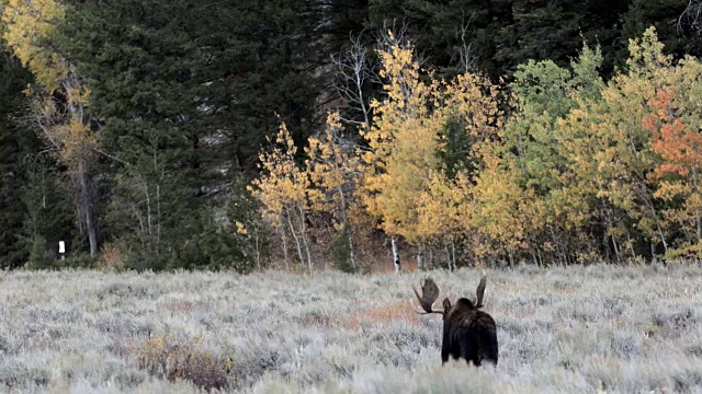 一个巨大的公驼鹿(Alces Alces)沿着一个彩色的秋天森林的边缘行走的4K WS拍摄视频素材