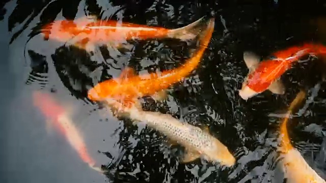 自然背景，水族箱特写。色彩鲜艳的日本锦鲤在传统的花园池塘中游水。中国花式鲤鱼水下。东方的象征财富和好运。视频素材