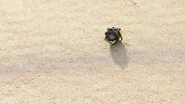 泰国普吉岛白色沙滩上的寄居蟹，4K。视频素材