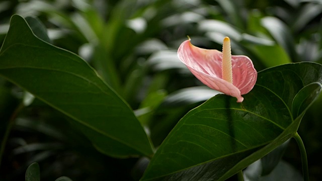 野生细腻有毒的马蹄莲，黄色雄蕊，天南星科。以水魔芋为自然花卉背景，在花园中绽放。温柔的异国情调的热带花朵从绿色新鲜的叶子中冒出来。视频素材