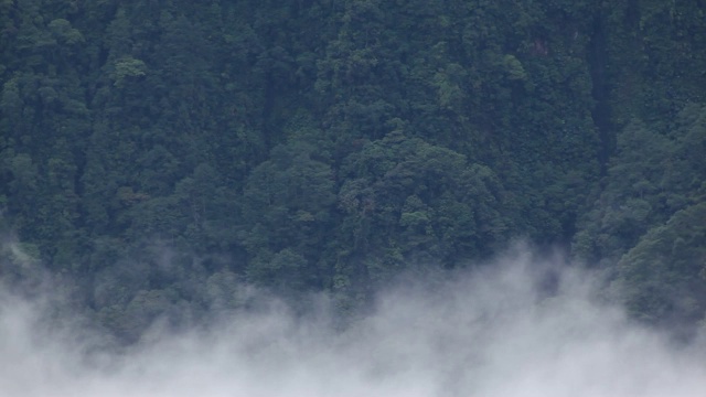 茂密的森林和烟雾，Turrialba，哥斯达黎加，2010年5月视频素材