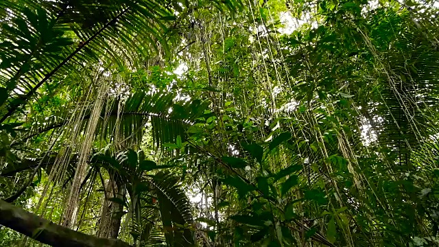 深雾热带森林的野生、生动的植被。丛林景观。内部异国情调的亚洲木材。苔藓藤本植物悬挂在雨林的树冠上。绿色自然背景的亚热带森林。视频素材