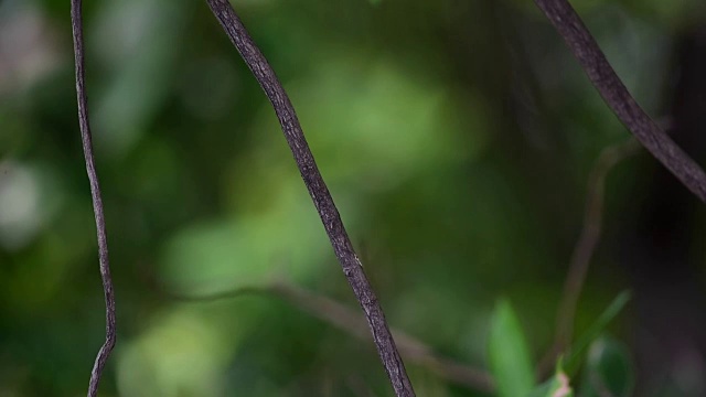 鸟(马来西亚花衣扇尾)在一个自然的野生视频素材