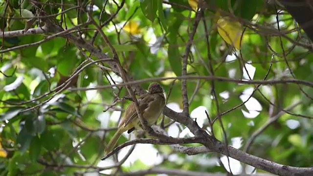 在自然界中栖息在树上的鸟(纹耳白头翁)视频素材