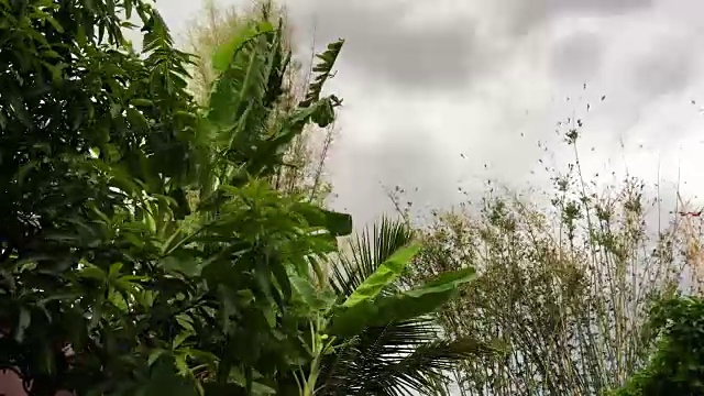 热带树木(椰子树、竹子、香蕉树和芒果树)在暴风雨来临前强风中摇摆。视频素材