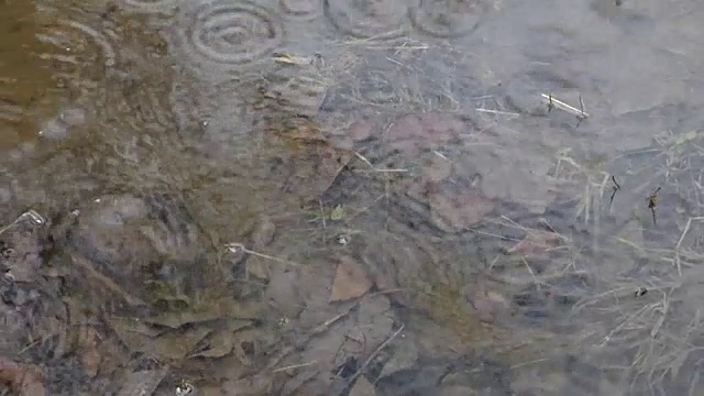 雨落在水池面上。底部是棕色的老叶子视频素材