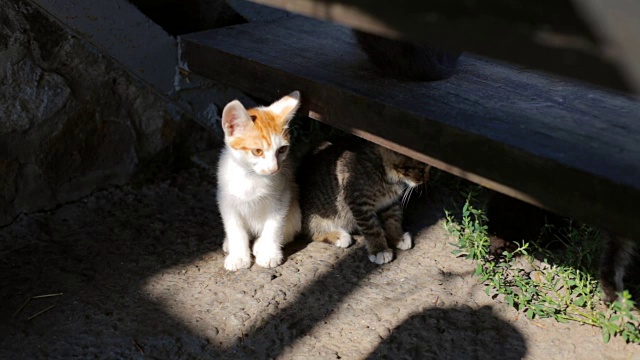 街上顽皮的小猫视频素材