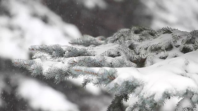 常青树和暴风雪视频素材