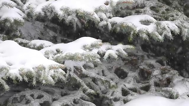圣诞树和暴风雪视频素材