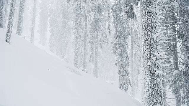 在一个多雾的冬天，大雪期间的树木视频素材